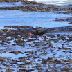 Oystercatchers